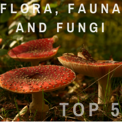 Top 5 Flora, Fauna and Fungi logo